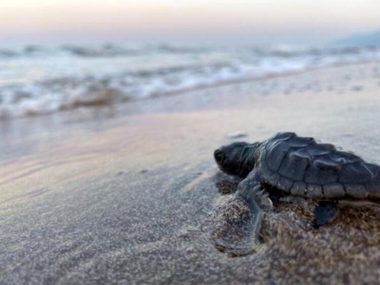 Night beach bans to aid sea turtle nesting in Türkiye's Antalya