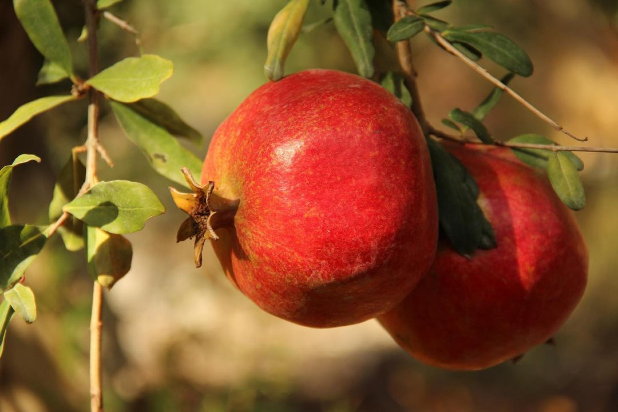 ‘Finike Hicaz Narı’,  Ark of Taste Listesinde